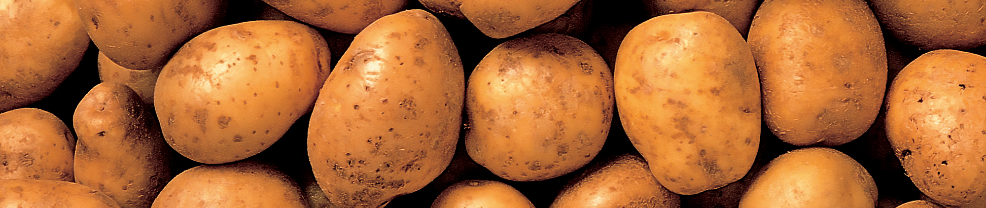 Neudorff Potatis